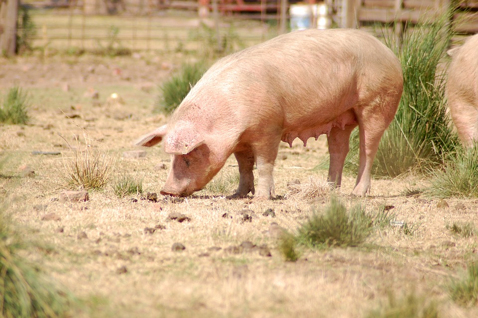 cerdo en granja